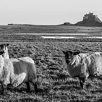 Buy canvas prints of Black and White Sheep of Lindisfarne.............. by Naylor's Photography