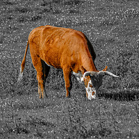 Buy canvas prints of The Coloured Cow by Naylor's Photography