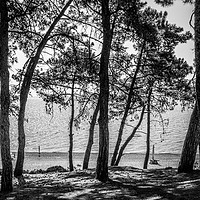 Buy canvas prints of The Trees of Skala.................. by Naylor's Photography