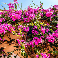 Buy canvas prints of Photo of Assos - Bougainvillea by Naylor's Photography