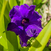 Buy canvas prints of Pretty Purple Petunia............ by Naylor's Photography