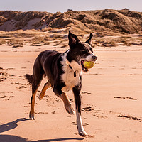 Buy canvas prints of Border Collie on the Beach............ by Naylor's Photography