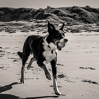 Buy canvas prints of Border Collie on the Beach............ by Naylor's Photography
