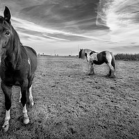 Buy canvas prints of Hello Mr Ed by Naylor's Photography