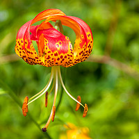 Buy canvas prints of American Tiger Lily by Naylor's Photography