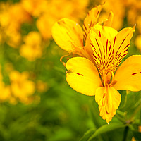 Buy canvas prints of Pretty Peruvian Lily by Naylor's Photography