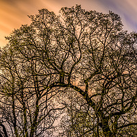 Buy canvas prints of Tree Digital Art in Colour by Naylor's Photography
