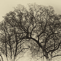 Buy canvas prints of Tree Digital Art  by Naylor's Photography