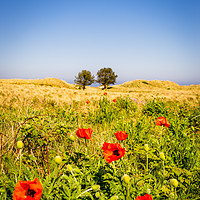 Buy canvas prints of Poppies in a field by Naylor's Photography
