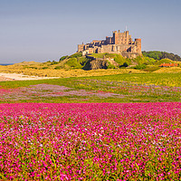 Buy canvas prints of Red Campion and Mighty Castle by Naylor's Photography