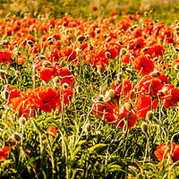 Buy canvas prints of Poppies dancing in a field by Naylor's Photography