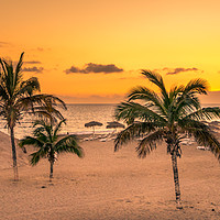 Buy canvas prints of Palm Trees in the Sun by Naylor's Photography