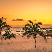 Buy canvas prints of Palm Tree Beach  by Naylor's Photography