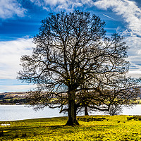 Buy canvas prints of The lakeside tree by Naylor's Photography