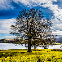 Buy canvas prints of Portrait of a Lake district tree by Naylor's Photography