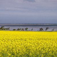 Buy canvas prints of Yellow rapeseed adorns the bay by Naylor's Photography