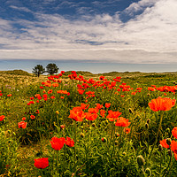 Buy canvas prints of The Bamburgh Poppies by Naylor's Photography