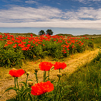 Buy canvas prints of Pathway to the Poppies by Naylor's Photography