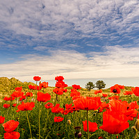 Buy canvas prints of Poppy fields of Bamburgh by Naylor's Photography