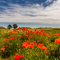 Buy canvas prints of Poppies of Bamburgh by Naylor's Photography
