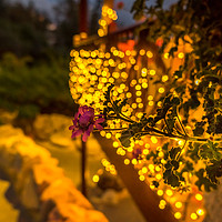 Buy canvas prints of Bokeh and flower by Naylor's Photography