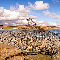 Buy canvas prints of The Stonehaven Dolphin by Naylor's Photography