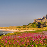 Buy canvas prints of Bamburgh Castle Campion fields by Naylor's Photography