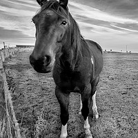 Buy canvas prints of Hello Mr Ed Mono by Naylor's Photography