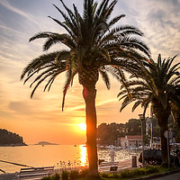 Buy canvas prints of Palm trees in Cavtat old town by Naylor's Photography