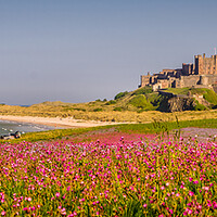 Buy canvas prints of Panorama of Bamburgh Castle from the campion field by Naylor's Photography