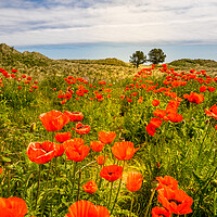 Buy canvas prints of Bamburgh Poppies  by Naylor's Photography