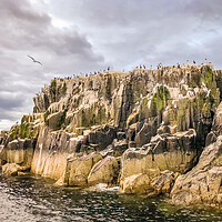 Buy canvas prints of The birds of the Farnes by Naylor's Photography