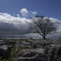 Buy canvas prints of Lone tree on limestone pavement by Andy Beattie