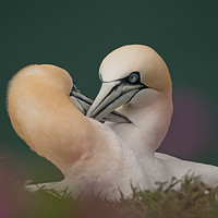 Buy canvas prints of Northern Gannets Courtship Ritual by Andy Beattie