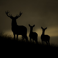 Buy canvas prints of Red Deer at dawn by Andy Beattie