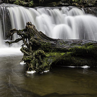 Buy canvas prints of Scaleber Force Tree Stump by Andy Beattie