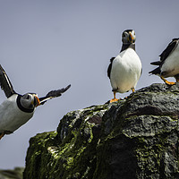 Buy canvas prints of Atlantic Puffins by Andy Beattie