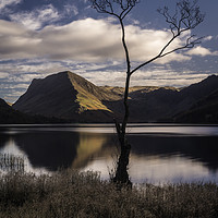 Buy canvas prints of Lone Tree, Buttermere by Andy Beattie