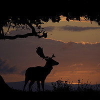 Buy canvas prints of Fallow Stag Sunset by Andy Beattie
