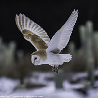 Buy canvas prints of Barn Owl in flight by Andy Beattie