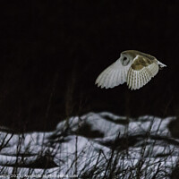 Buy canvas prints of Barn Owl over snow by Andy Beattie