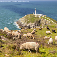 Buy canvas prints of Sheep above South Stack Lighthouse, Anglesey by Colin & Linda McKie