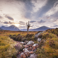 Buy canvas prints of Lone Tree, Rannoch Moor, Scotland by Colin & Linda McKie