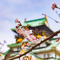 Buy canvas prints of Cherry Blossom, Osaka Castle by Colin & Linda McKie