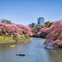 Buy canvas prints of Cherry Blossom and Boats, Tokyo by Colin & Linda McKie