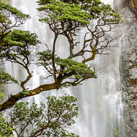 Buy canvas prints of Trees and Waterfall by Colin & Linda McKie