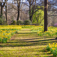 Buy canvas prints of Daffodils in Hagley Park, Christchurch, New Zealand by Colin & Linda McKie