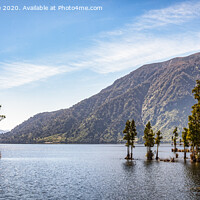 Buy canvas prints of Kahikatea Trees in Lake Brunner, West Coast, New Zealand by Colin & Linda McKie