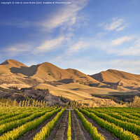 Buy canvas prints of Vineyard in Canterbury, New Zealand by Colin & Linda McKie