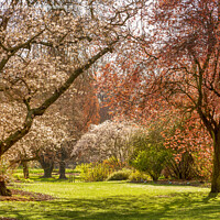 Buy canvas prints of Christchurch Blossom in Hagley Park by Colin & Linda McKie